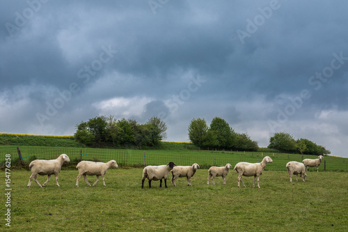 Schafsherde in Bayern auf dem Land