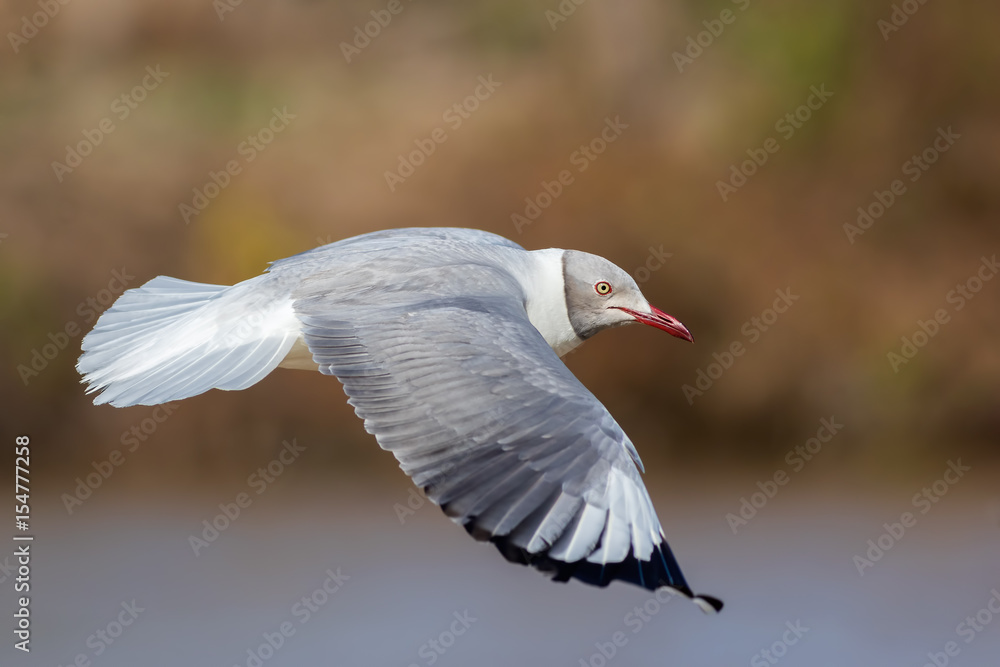 gaviota capucho gris (Chroicocephalus cirrocephalus) foto de Stock | Adobe  Stock