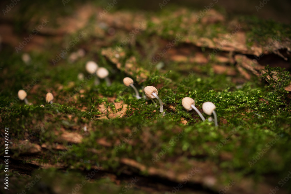 I funghi bianchi I funghi bianchi