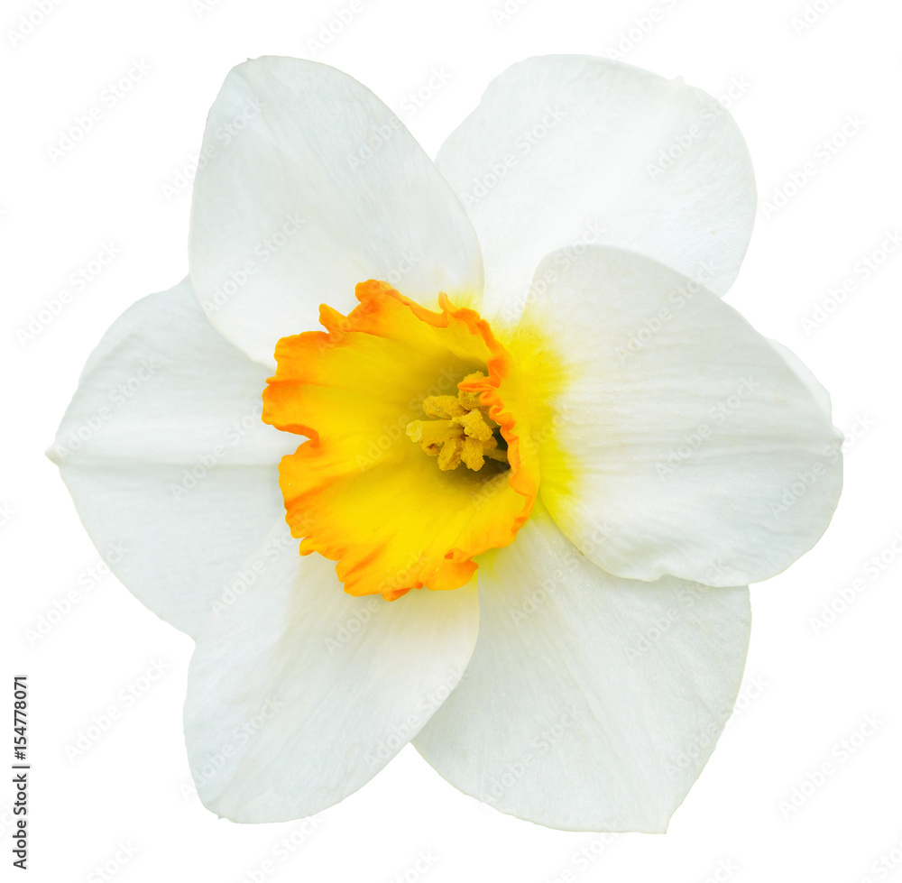 White and orange narcissus flower isolated on white - obrazy, fototapety, plakaty 