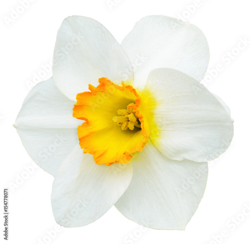 Fotografia, Obraz White and orange narcissus flower isolated on white