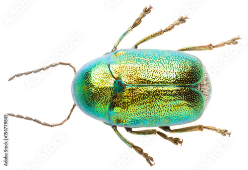Leaf beetle Cryptocephalus solivagus isolated on white background, dorsal view of cylindrical leaf beetle Fototapete