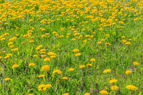 Field of yellow dandelions