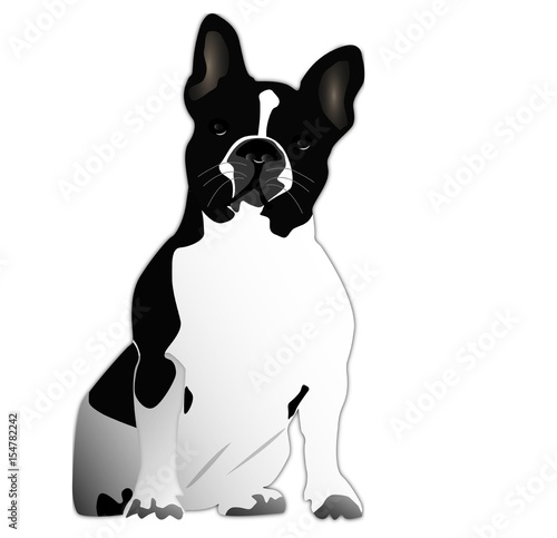 bulldog français illustration