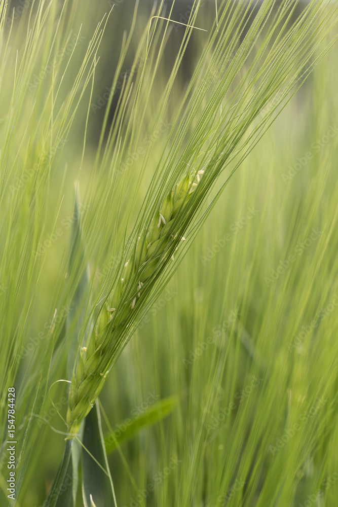 Detail of green Barley Spike Detail of green Barley Spike