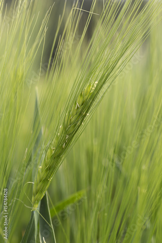 Detail of green Barley Spike