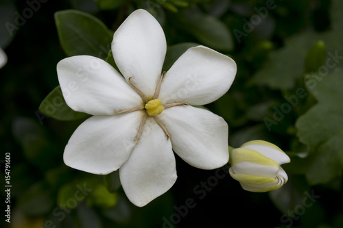 Gardenia Kleim's hardy