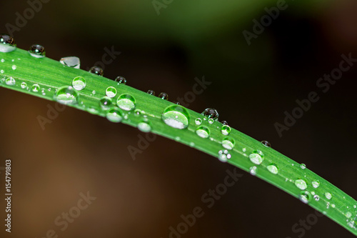 Macro photo of dew drops on grass