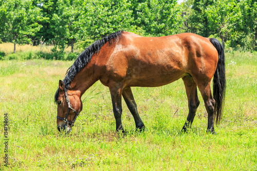 Horse eating grass in a meadow