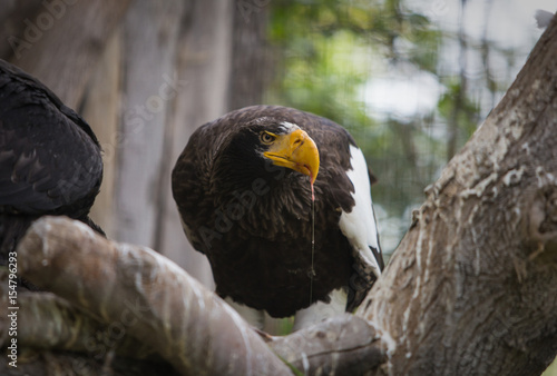 Eastern eagle eats meat during the watch.