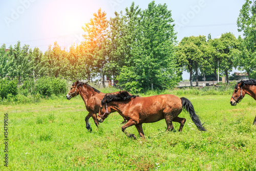 Horse on a green grass,country summer landscape © ABCDstock