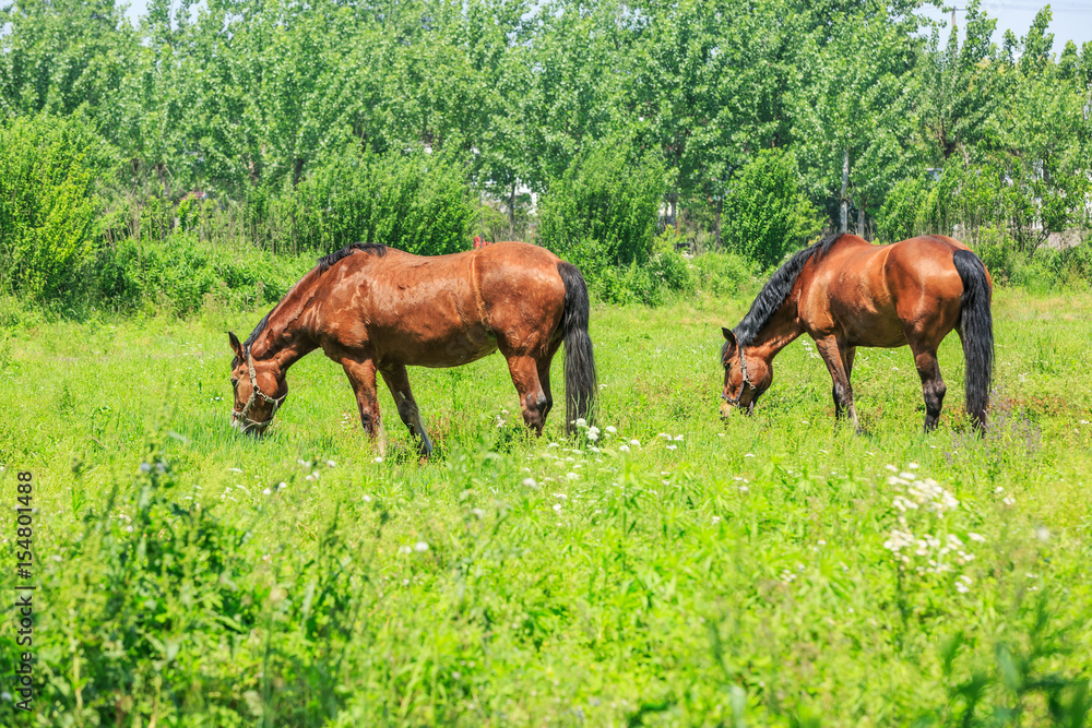 Horse eating grass in a meadow Horse eating grass in a meadow