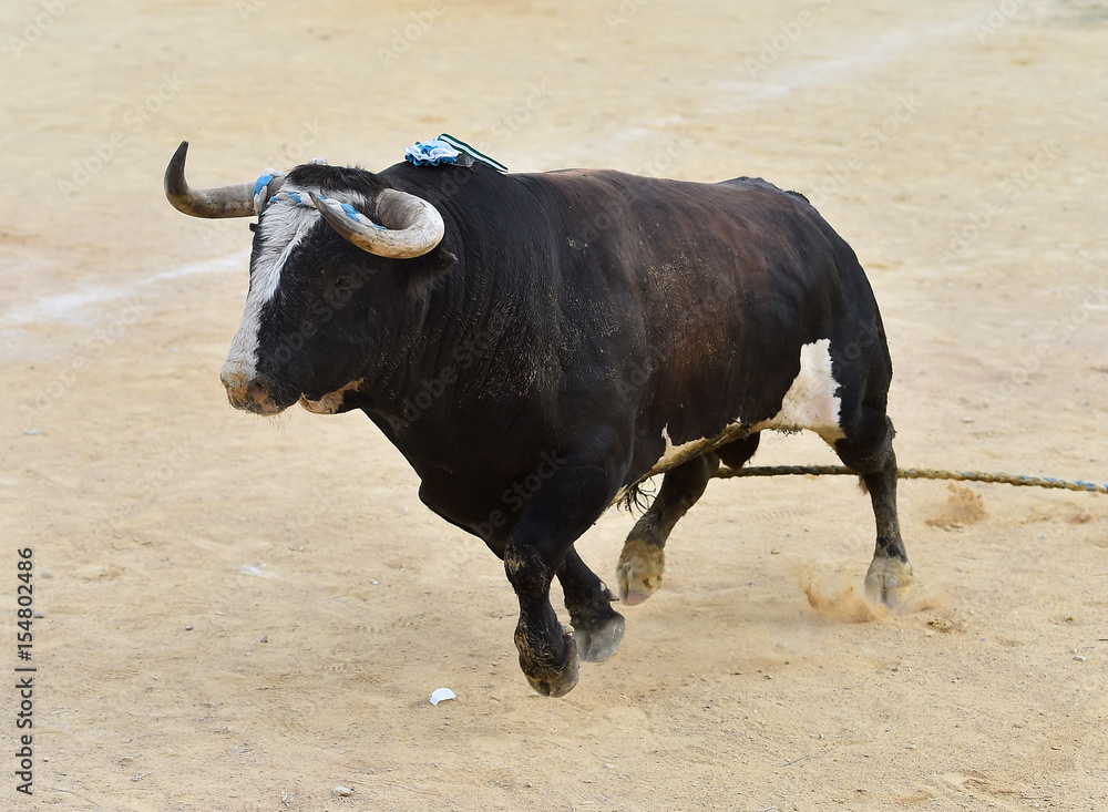 bull bull