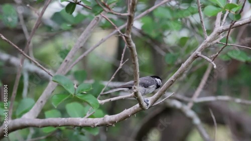 Carolina Chickadee eating seeds on a tree branch.