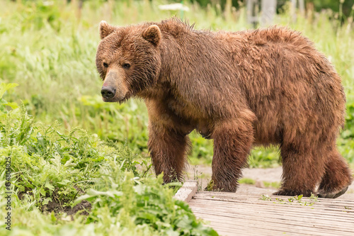 Mama bear