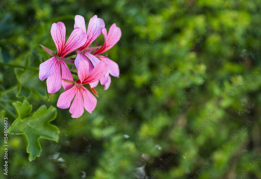 Pink flowers on green background Pink flowers on green background