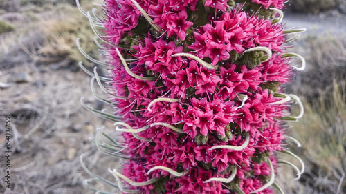 Tejinaste Rojo or Tenerife bugloss ('tower of jewels', mount teide bugloss) photo