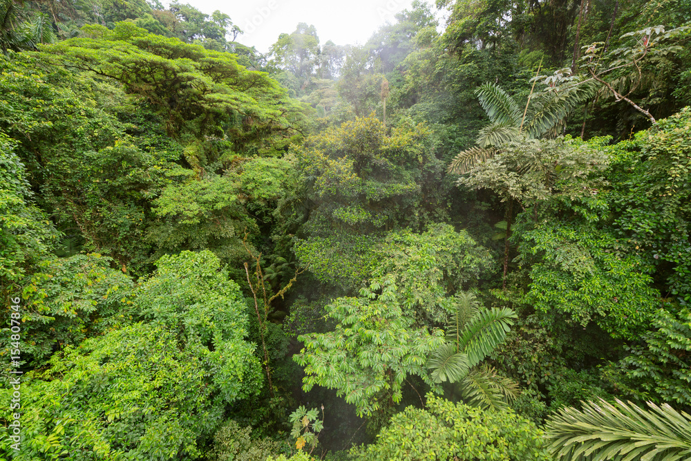 Fototapeta premium Baldachim z widokiem na bujny las deszczowy