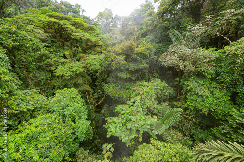 Lush rainforest canopy view