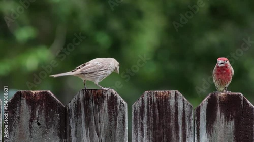 Two Finches walking on a wooden fence eating seeds.