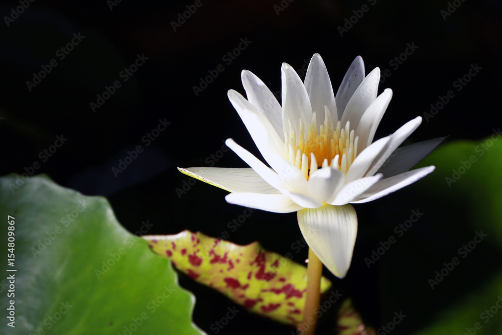 Lotus or water lily black background from Thailand.