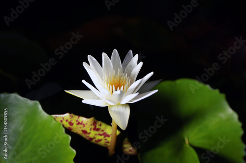 Lotus or water lily black background from Thailand.
