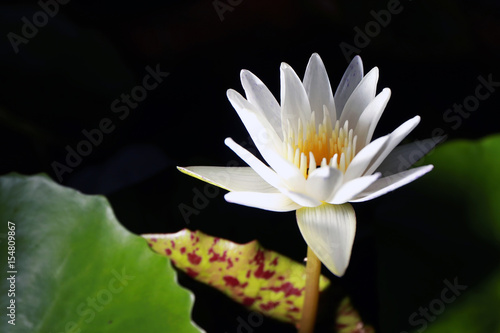 Lotus or water lily black background from Thailand.