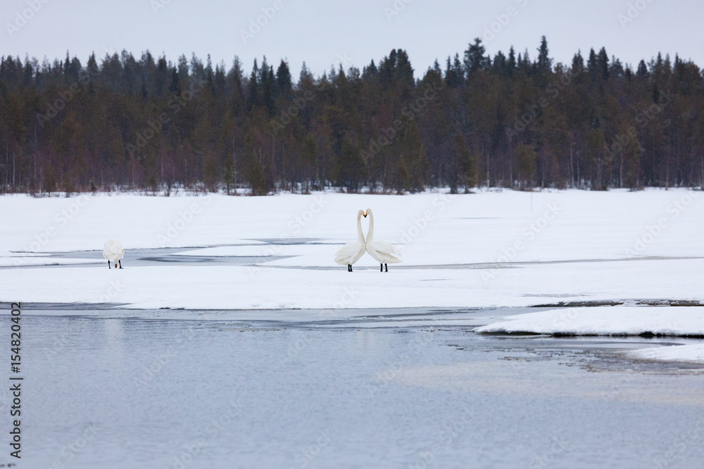Swans on partially frozen lake Swans on partially frozen lake