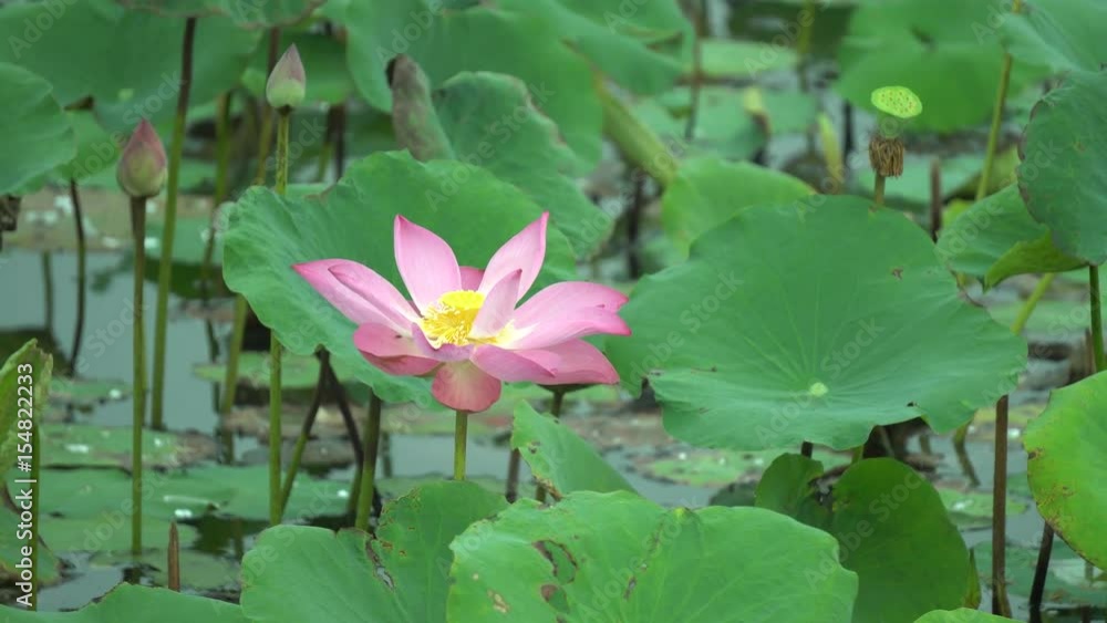 Pink lotus flower in the pond in the morning Pink lotus flower in the pond in the morning
