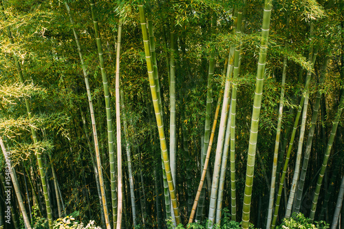 Spring Tall Trees Bamboo Woods. Tropical Forest, Summer Nature. 