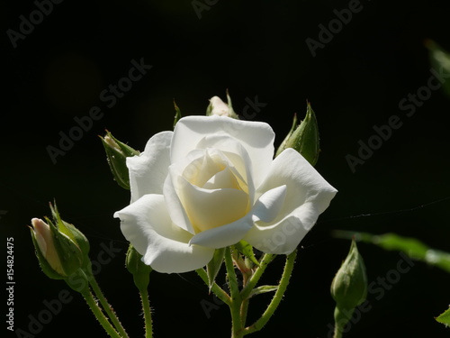 Closeup of rose, Frau Karl Druschki  photo