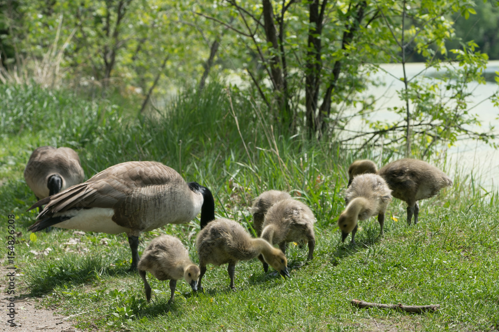 geese with goslings in the Spring geese with goslings in the Spring