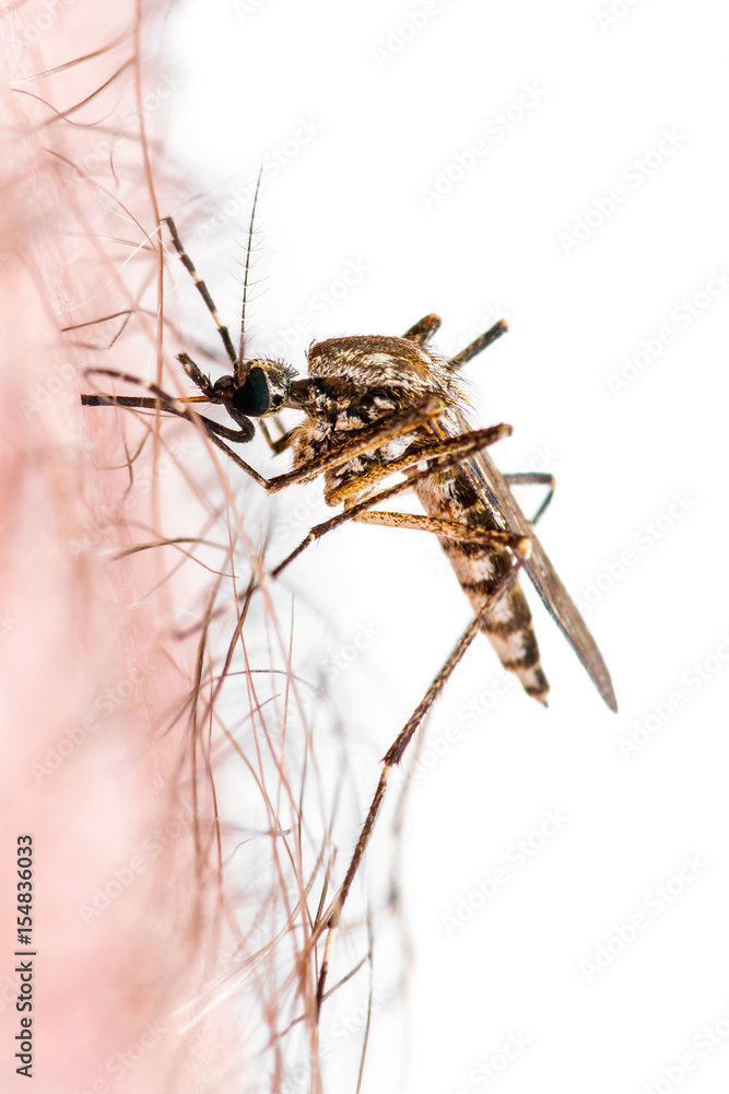 Naklejka premium Infected Mosquito Bite Isolated on White