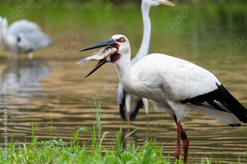 Wallpaper Mural 魚を食べるコウノトリ Torontodigital.ca