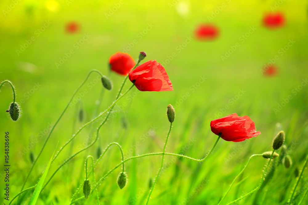 Fototapeta premium red poppy