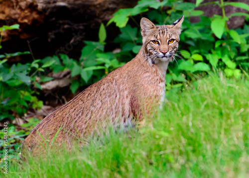 Obraz na plátně Bobcat (Lynx rufus texensis) standing on a creekbank
