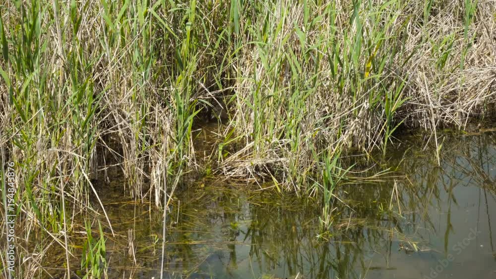 Wild Beaver between Reeds in a Swamp Wild Beaver between Reeds in a Swamp