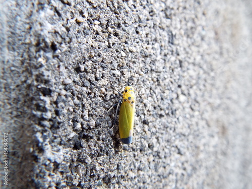 ツマグロオオヨコバイ leafhopper photo