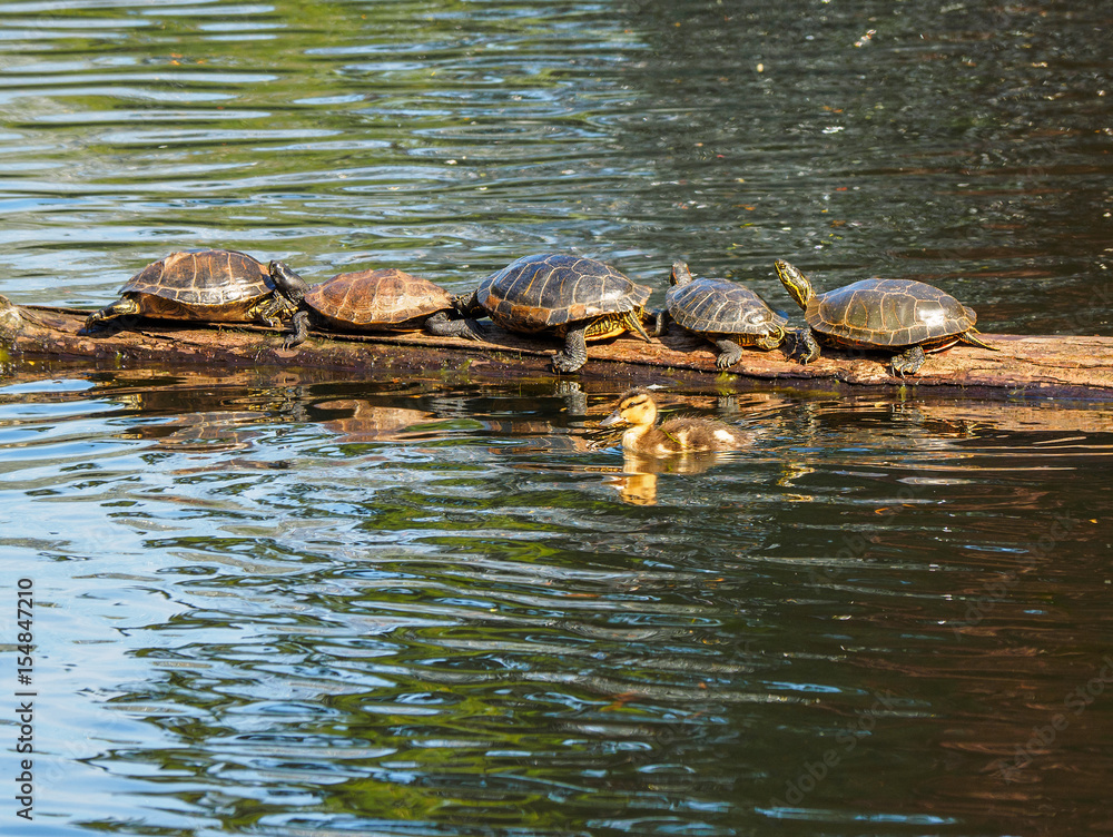 Fototapeta premium Duckling swims by a log with suntanning turtles