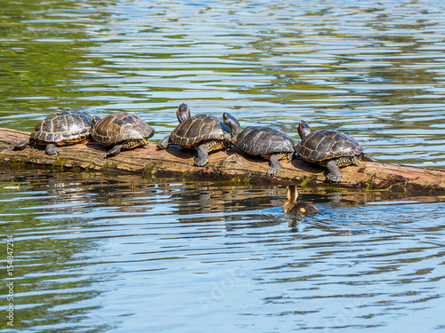 Duckling swims by a log with suntanning turtles