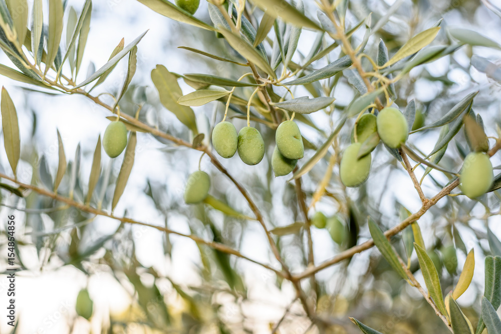 Fresh olives hanging on a tree, against blue sky background. Fresh olives hanging on a tree, against blue sky background.