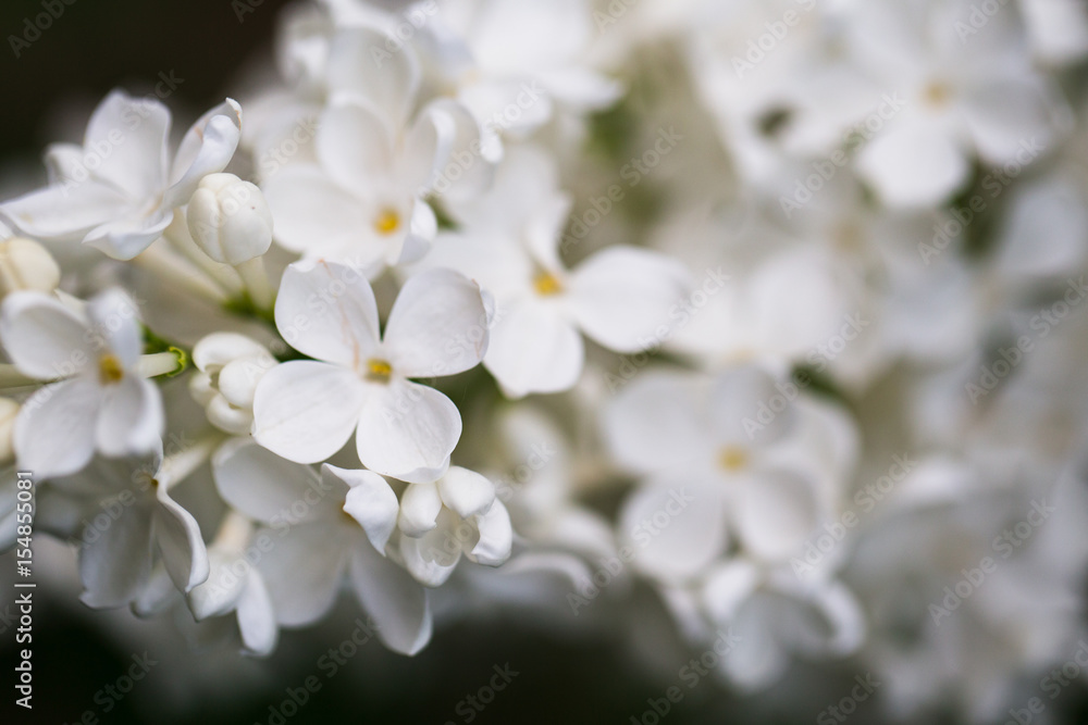 Fototapeta premium Closeup of beautiful and delicate spring white lilac flowers