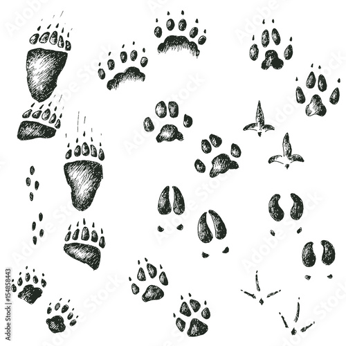 Vector set of walking wild wood animal and bird tracks