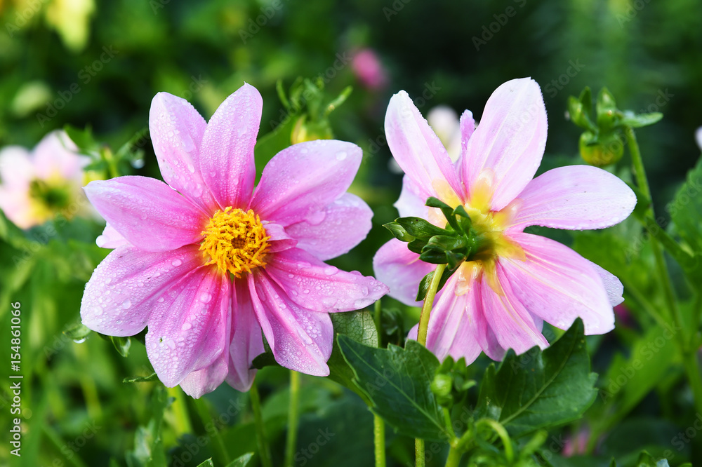 beautiful cosmos flowers in the garden beautiful cosmos flowers in the garden