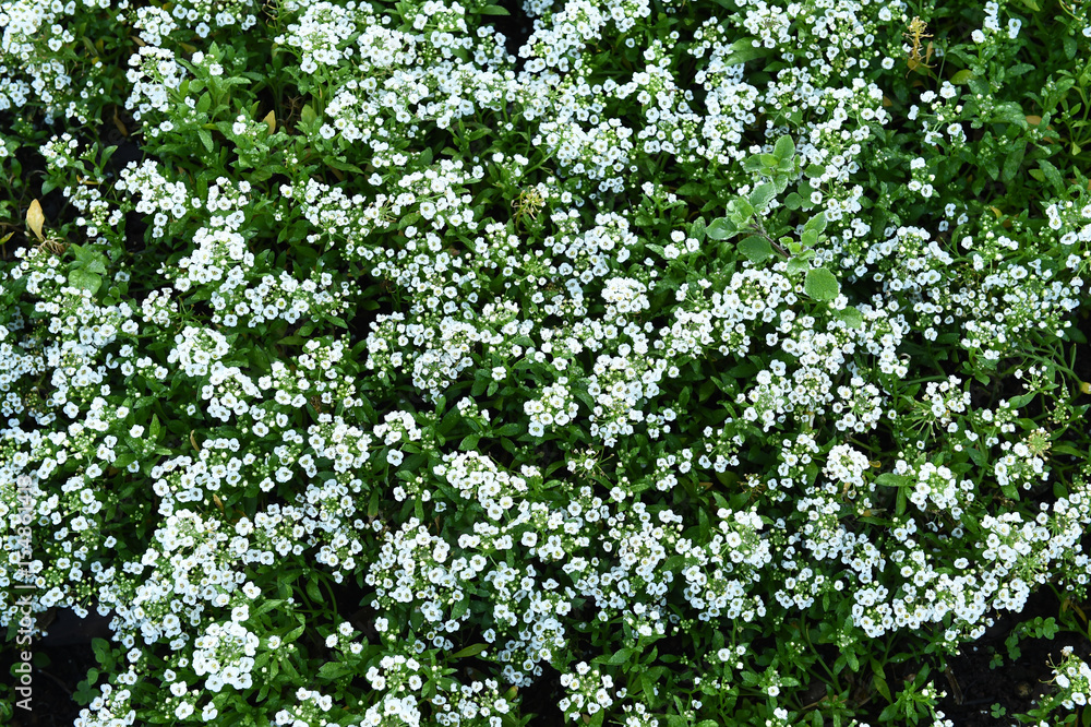 Fototapeta premium Flowers in the garden