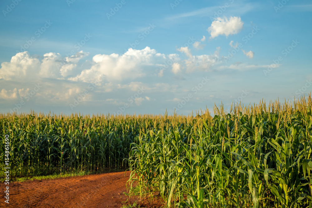 Obraz premium Plantação de milho