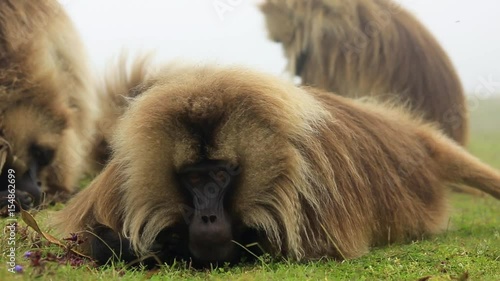 Wallpaper Mural Gelada baboons in Simien mountains in Ethiopia Torontodigital.ca
