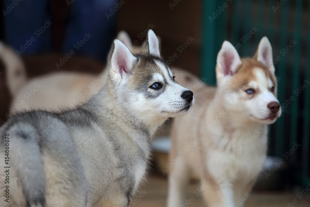 Siberian husky puppy Siberian husky puppy