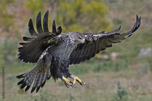 Bonellis eagle (Aquila fasciata) photo