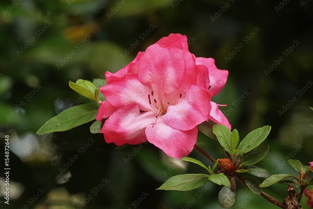 Pink azalea flowers blooming in Spring time Pink azalea flowers blooming in Spring time